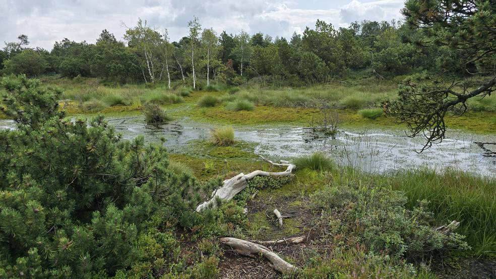 Moorlandschaft